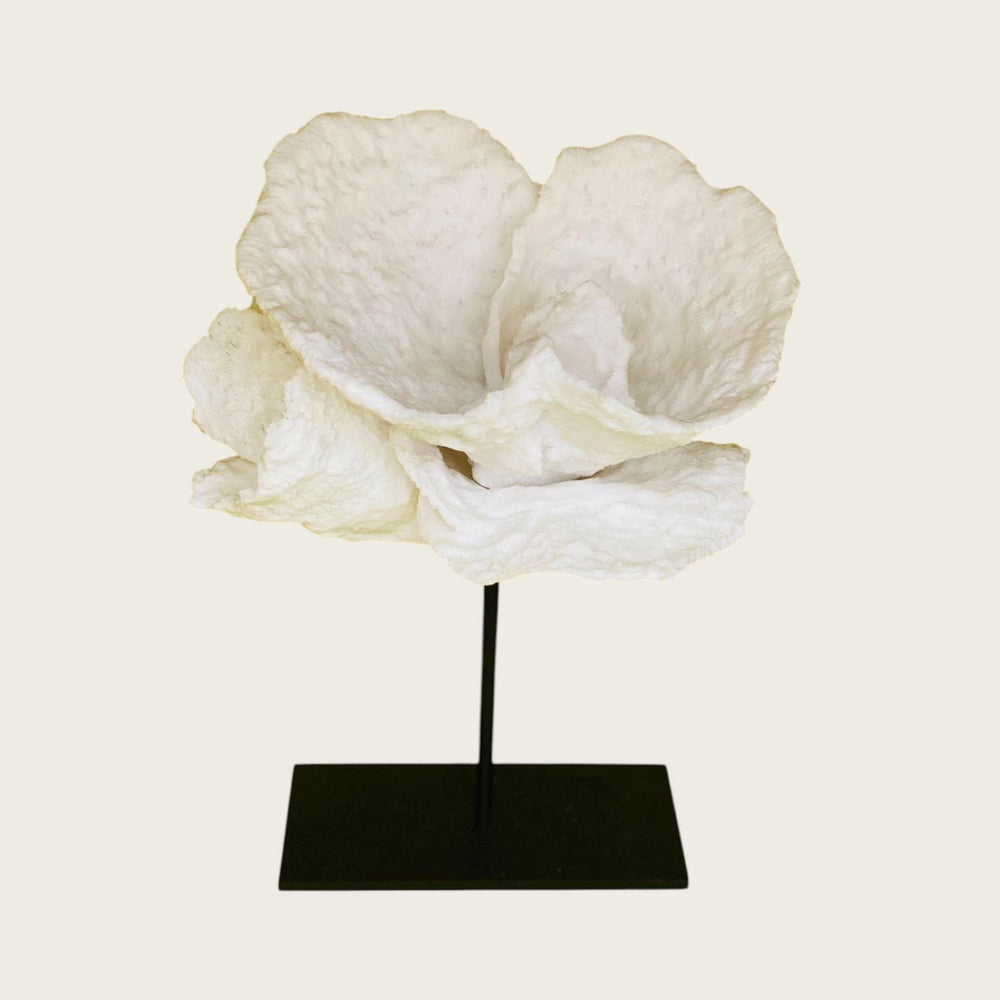 Korallenblume