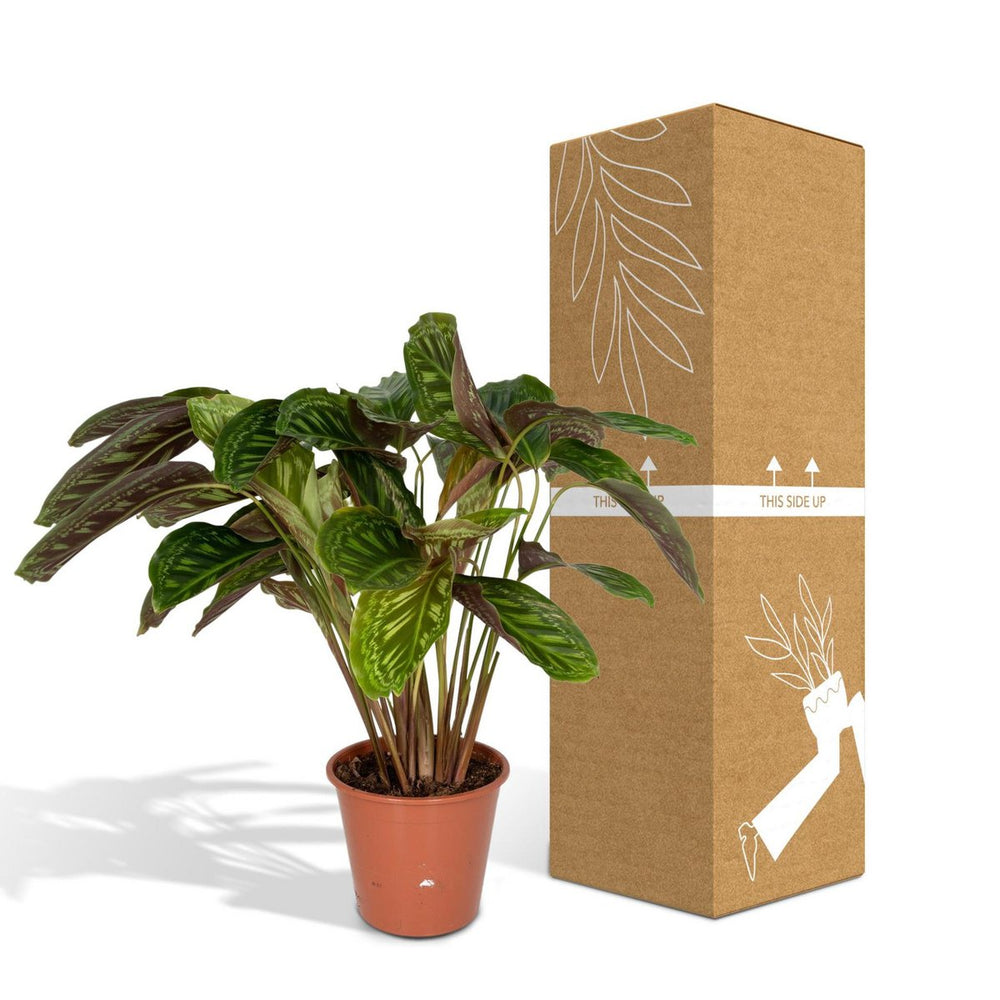 
                      
                        Calathea Flamestar - Ø19cm - ↕75cm
                      
                    