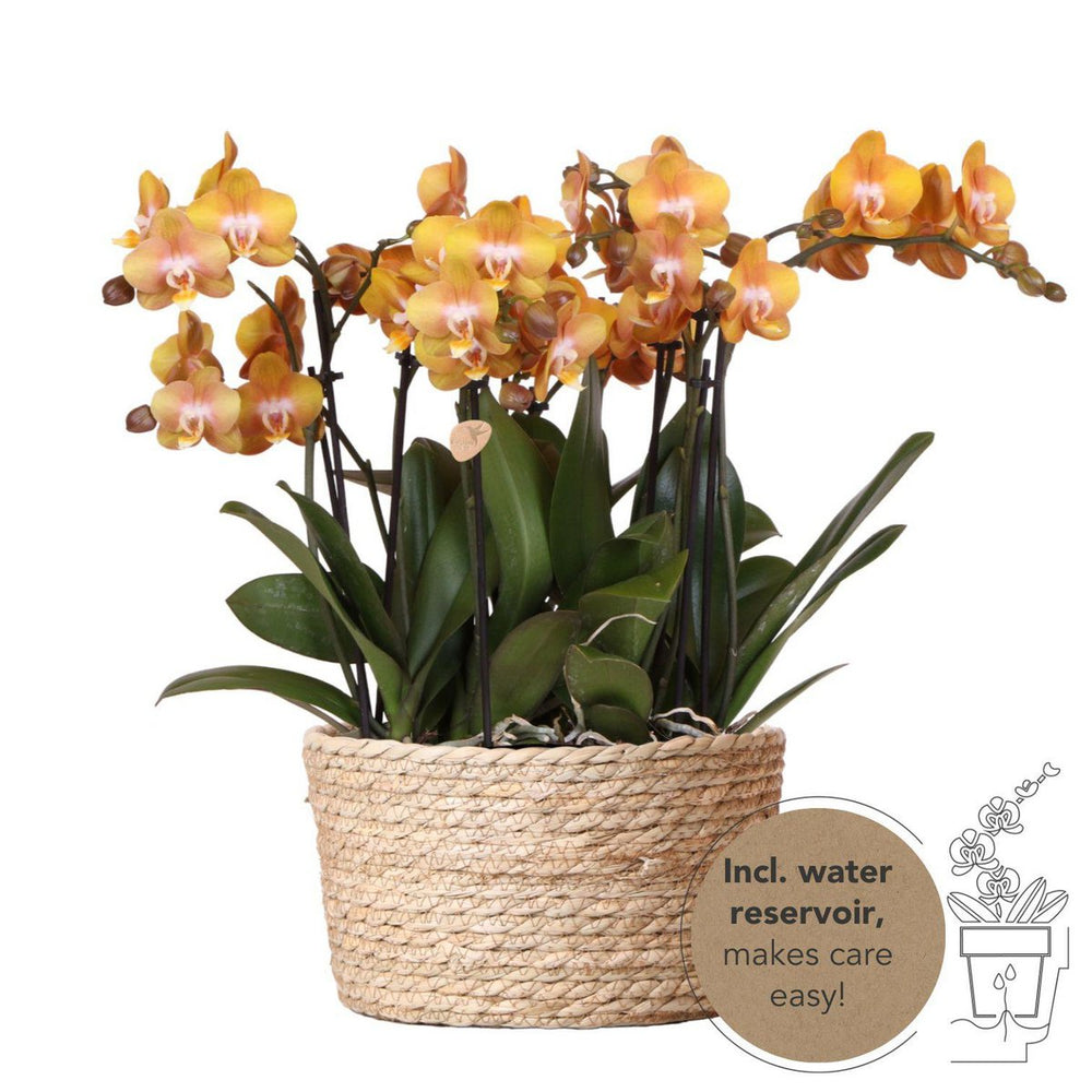 Orchideen | Orange Orchidee im Reedkorb inkl Drei orangefarbene Orchideen Las Vegas 12cm | Mono -Bouquet Orange mit selbstfürchtigem Wasserreservoir.