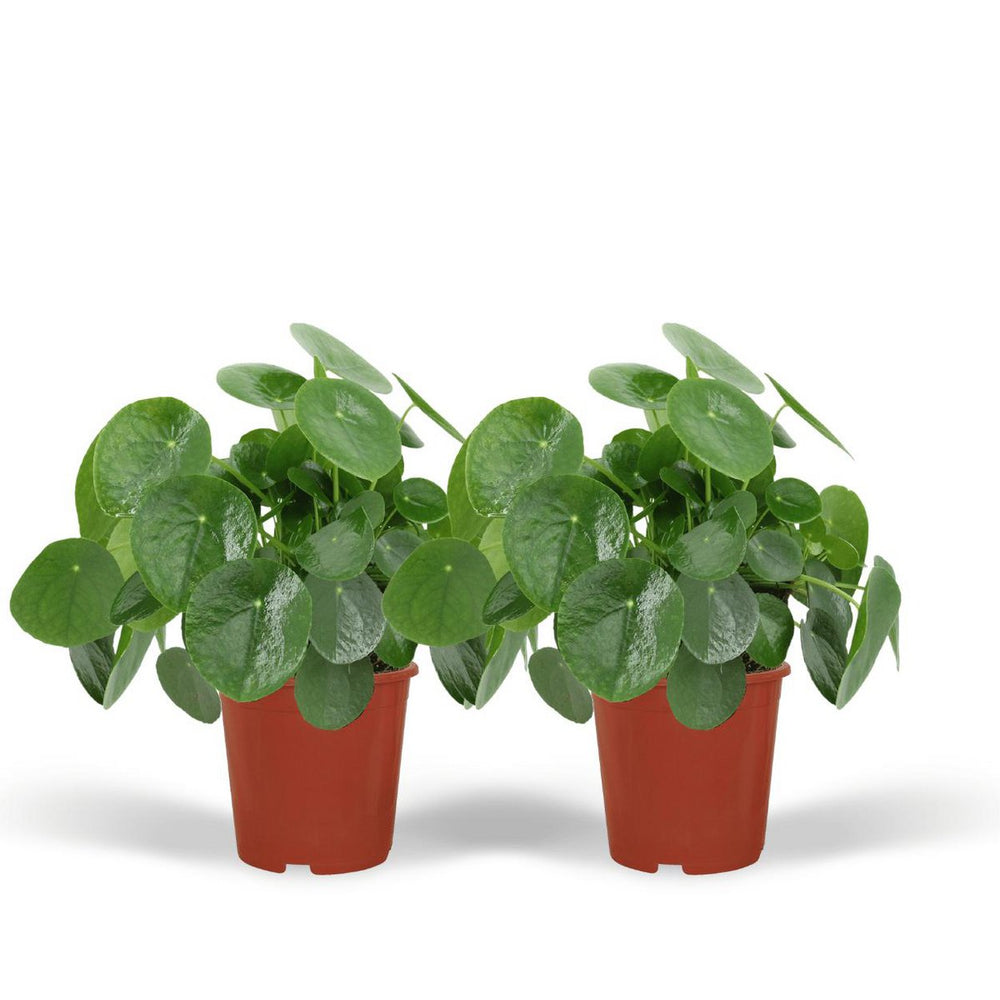 Pilea Peperomioides - Pfannkuchenpflanze - 2 Stück - ø15cm - ↕25 cm