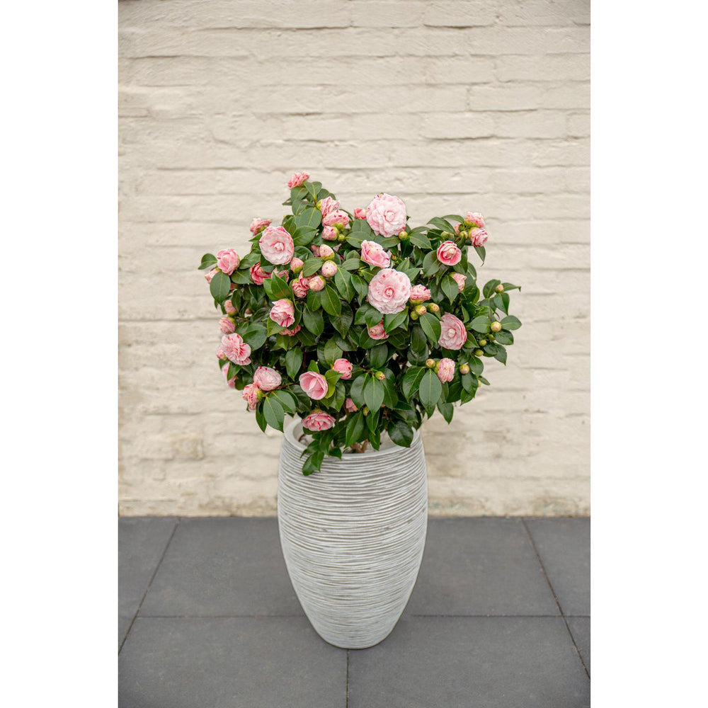 
                      
                        Camellia japonica ‘Bonomiana’ – Ø19 cm Topf – Höhe ca. 65 cm
                      
                    