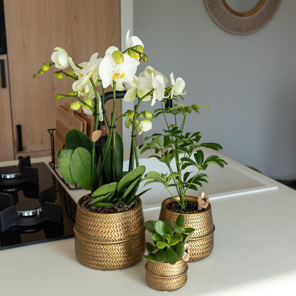 
                      
                        Übertopf „Groove“ -Blumentopf – goldener dekorativer Keramiktopf – Topfgröße – Ø6 cm
                      
                    