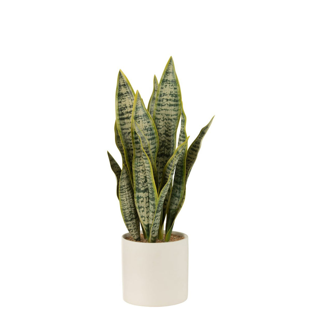 Sansevieria im Topf PVC Grün Groß