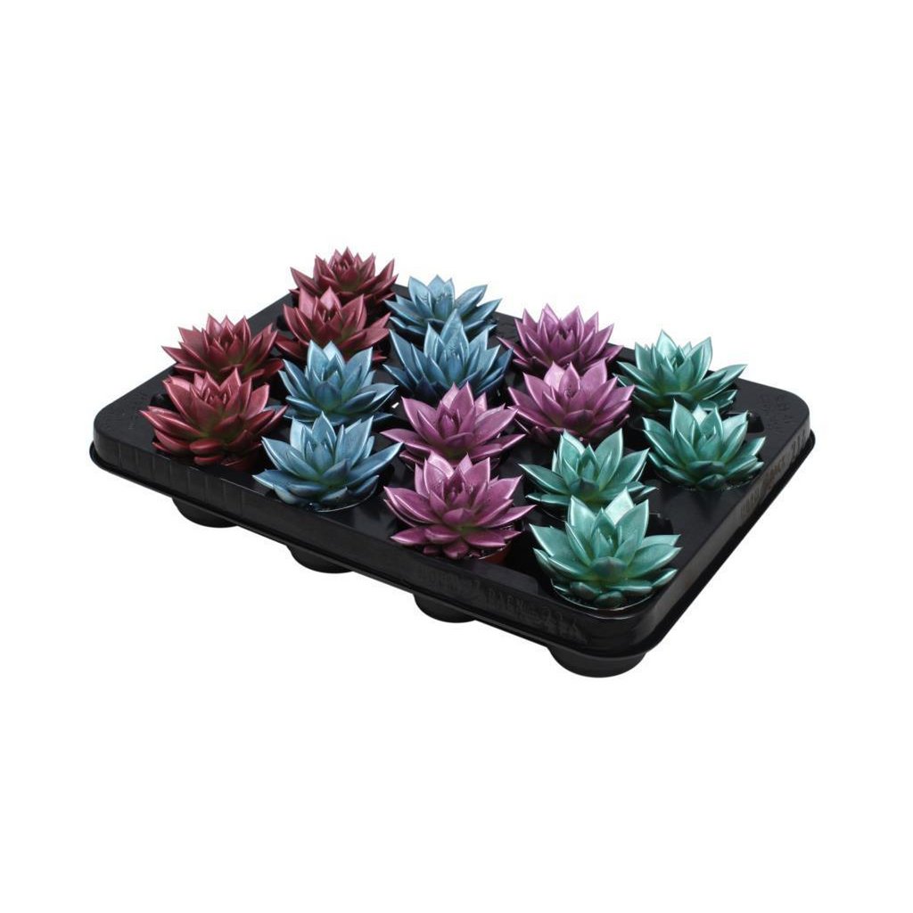 Echeveria farbiger Metallic-Mix – 16 Stück – Ø6 cm – ↕8 cm