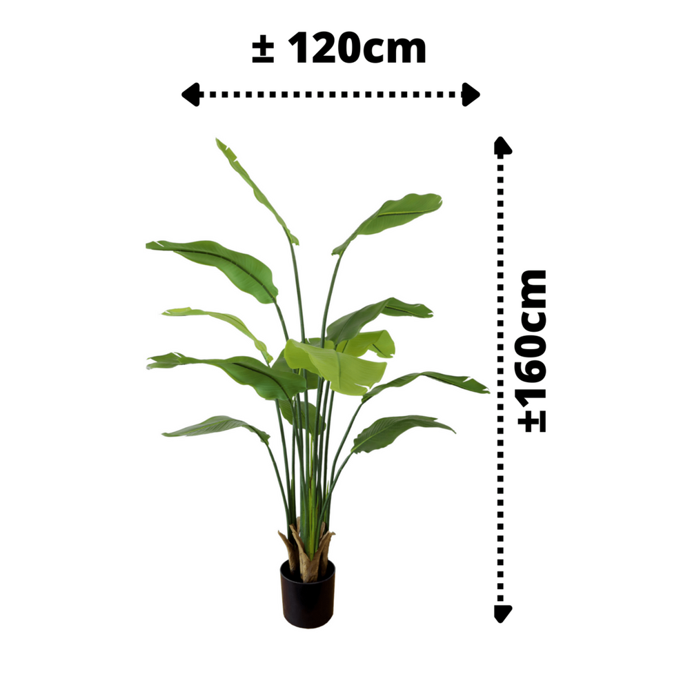 
                      
                        Strelitzia Kunstpflanze 160cm
                      
                    