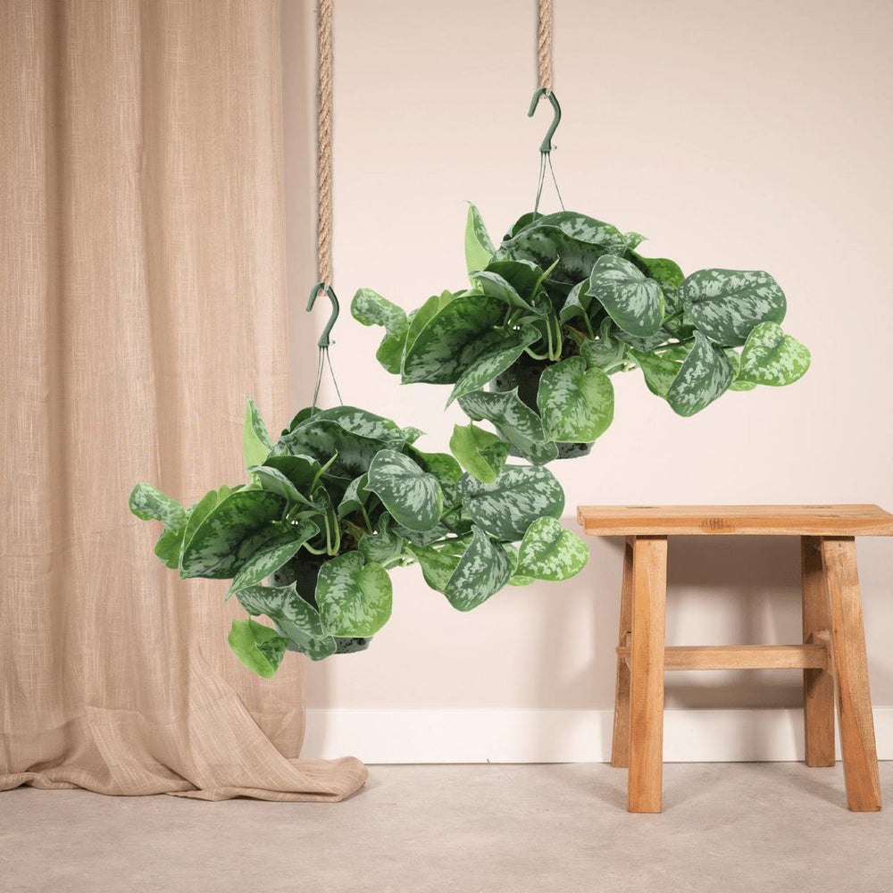 Scindapsus Pictus Trebie - Epipremnum - 2 Stück - ø15cm - ↕25cm