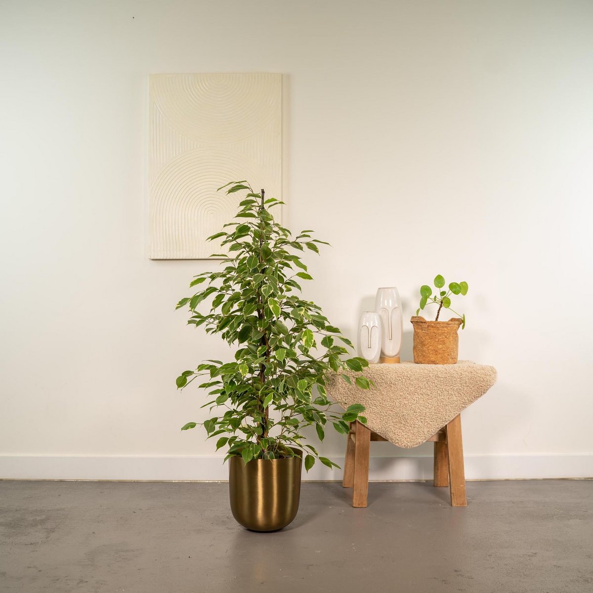 Ficus benjamina Goldenking - Ø21cm - ↕95cm