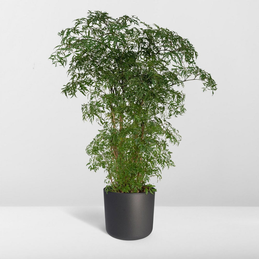 
                      
                        Aralia - Polyscias Fruticosa - Ø21cm - ↕75cm
                      
                    