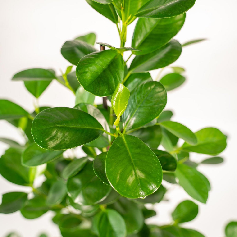 
                      
                        Ficus microcarpa Moclame - Ø21cm - ↕95cm
                      
                    