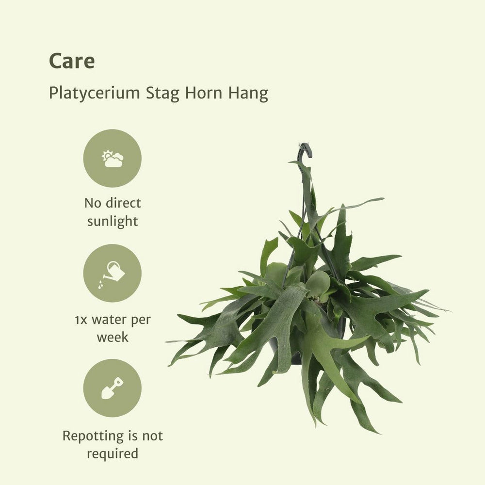 
                      
                        Geweihfarn, Platycerium Staghorn Hang - Hirschhornfarn - Ø21cm - ↕50cm
                      
                    