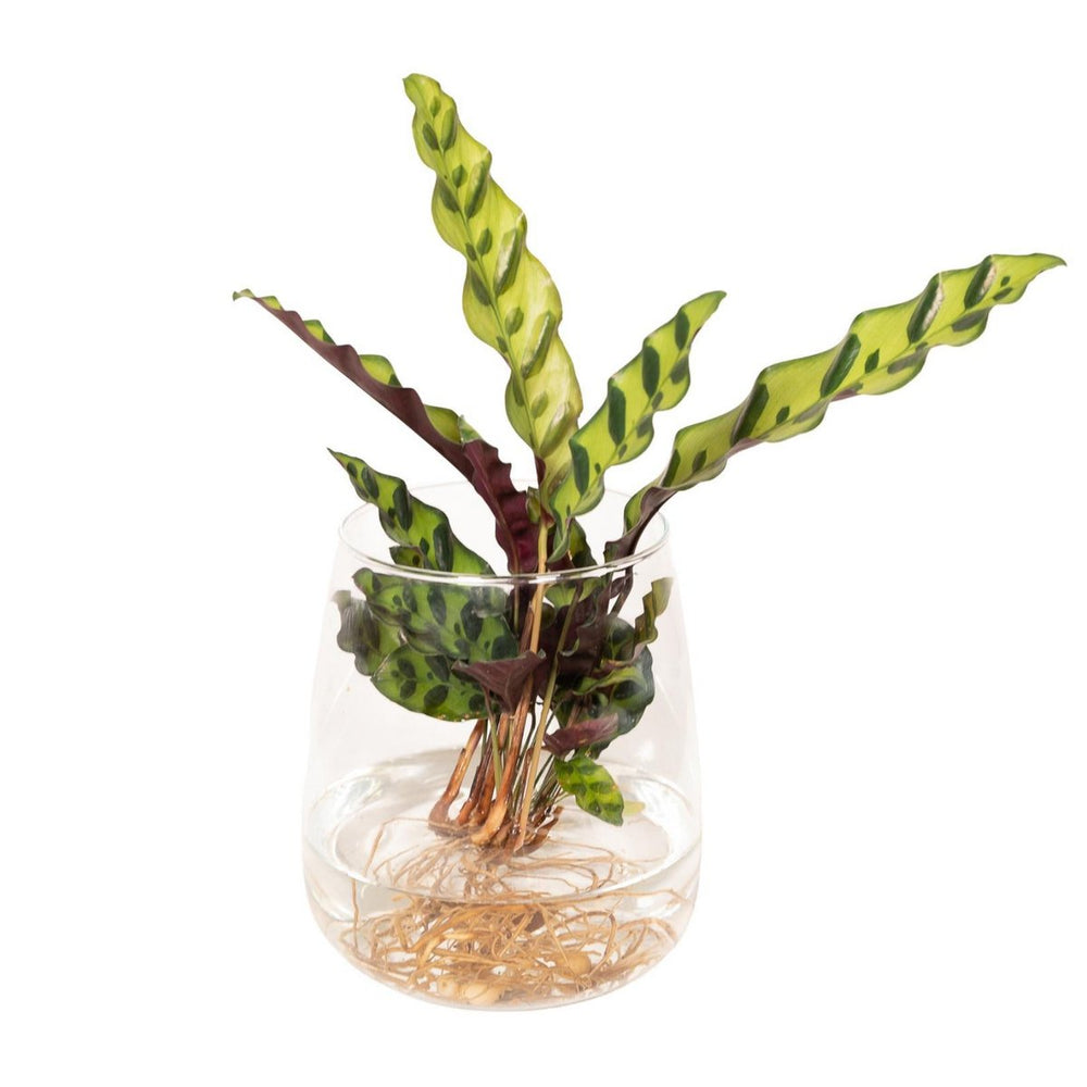 
                      
                        Hydroplant, Calathea Insignis aus Kingstonglas - ø12cm - ↕30cm
                      
                    