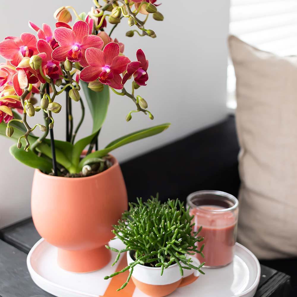 
                      
                        Orchideen | Red Phalaenopsis Orchidee - Kongo - Topfmaß Ø9cm | -Anlaboranlage - frisch vom Züchter aus
                      
                    