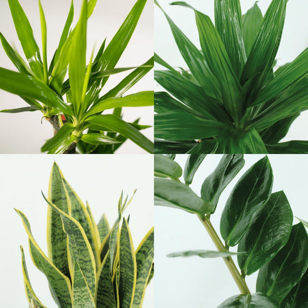 
                      
                        Easy Plantbox – 4 pflegeleichte Zimmerpflanzen | verschiedene Höhen
                      
                    