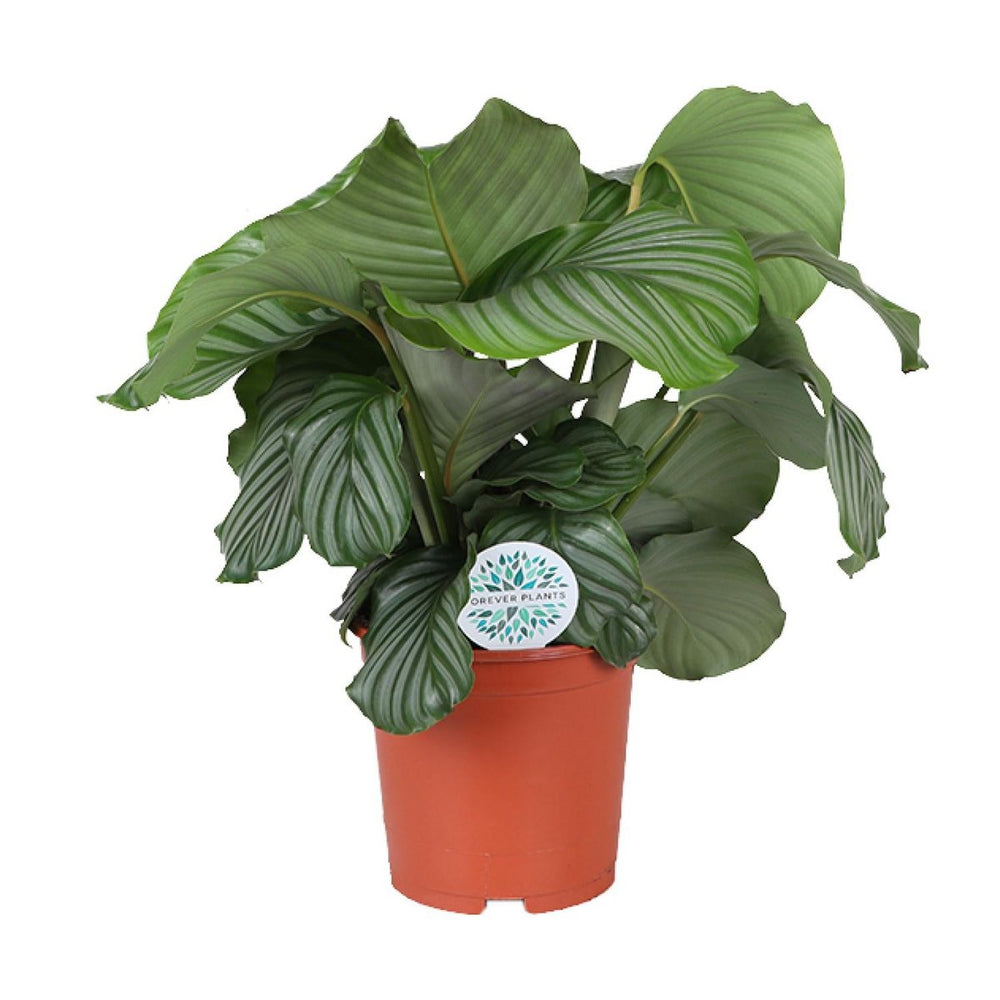 Calathea orbifolia - Ø21cm - ↕70 cm