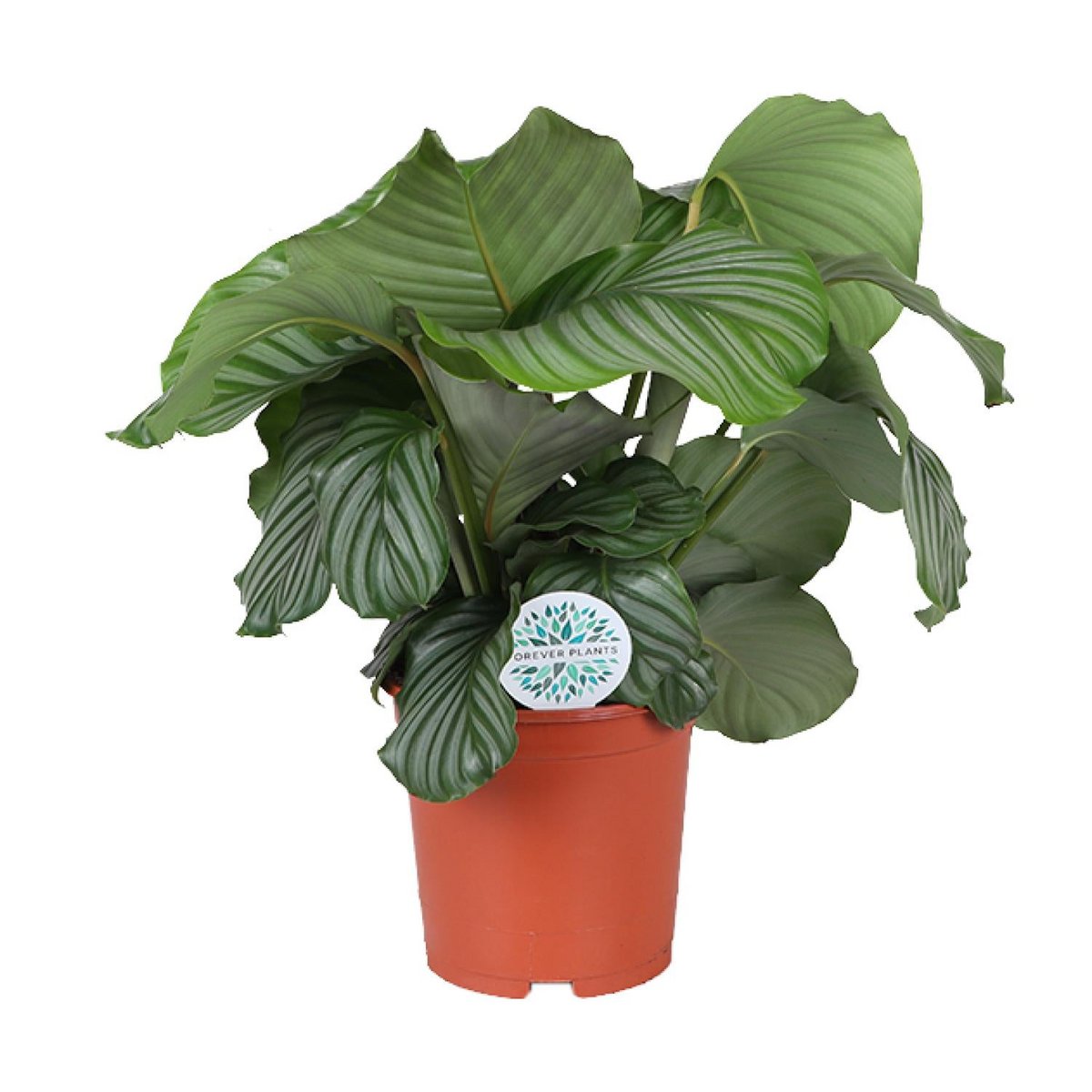 Calathea orbifolia - Ø21cm - ↕70 cm
