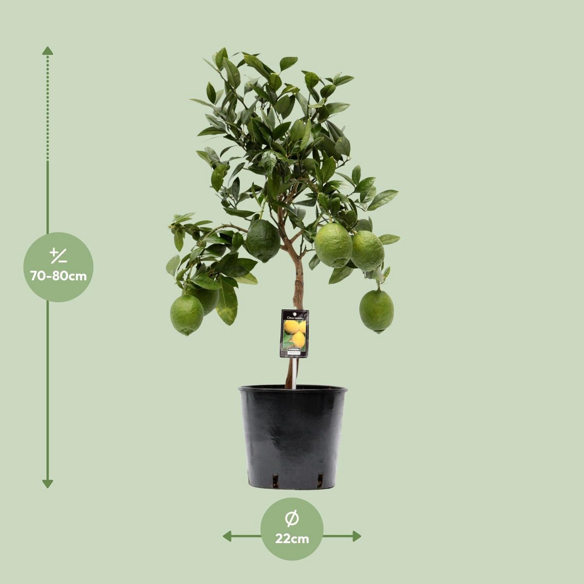 Zitronenbaum Citruspflanze – mediterrane Frische für Zuhause | Topf Ø 22 cm | Höhe ca. 80 cm
